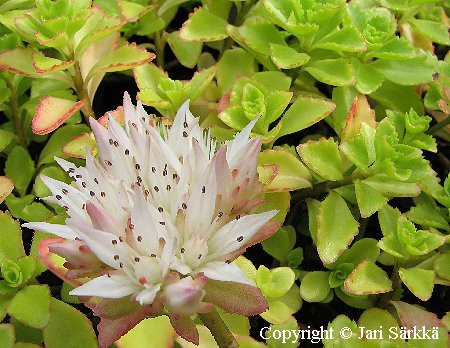 Sedum spurium 'Leningrad White'